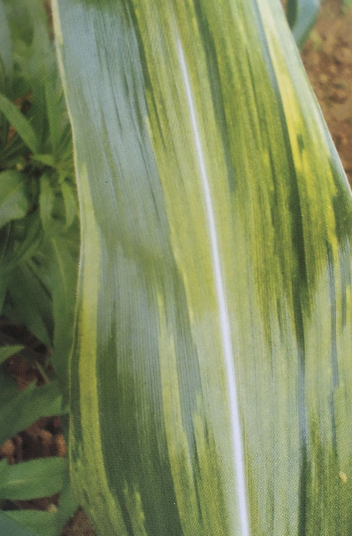 玉米粗缩病认识与防治