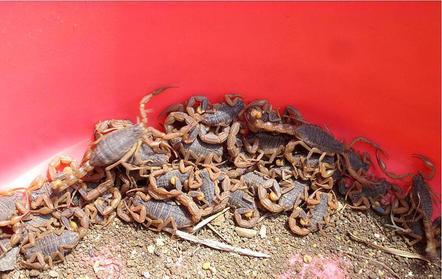 人工养殖好蝎子的方法,要做好蝎子饲料的投喂技巧