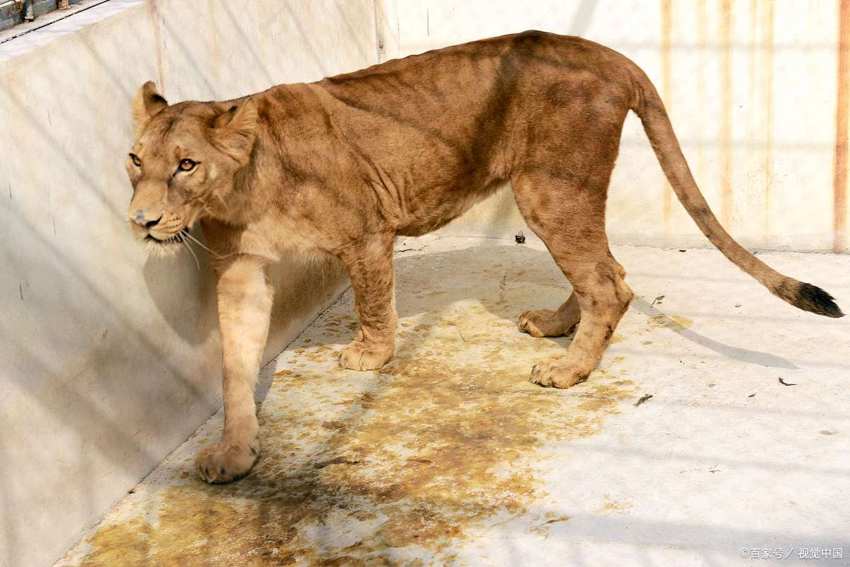 非洲狮african lion