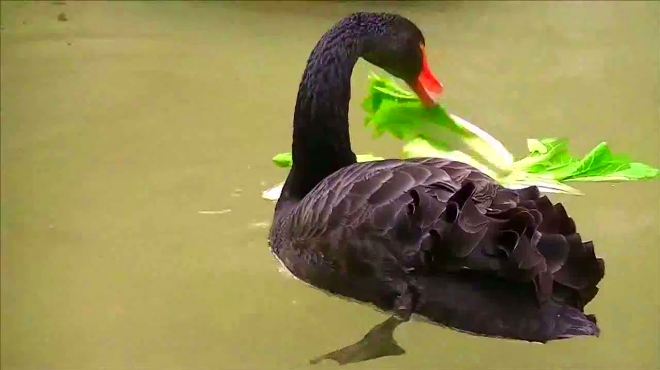 美丽黑天鹅!动物园水池中啄青菜,做个优雅的吃货