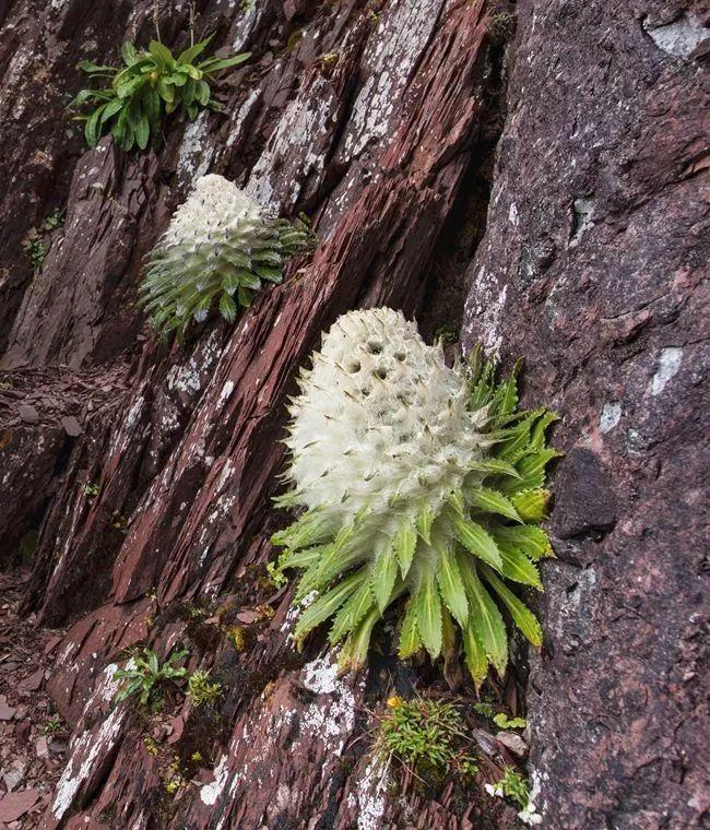 雪山上没腿的雪兔子,被误认"天山雪莲",无良商贩用它骗人赚钱