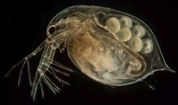 中,科研人员们发现茶包释放的微塑料对试验对象——大型蚤(daphnia