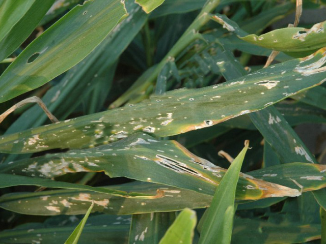 生姜斑点病如何防治?生姜斑点病有哪些症状?