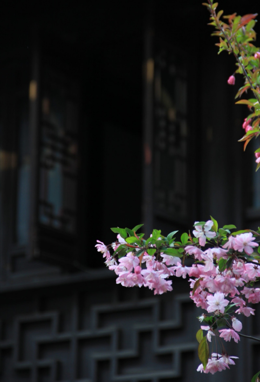一树海棠春带雨,满庭曳曳日迟迟 转载自百家号作者:小佳摄影