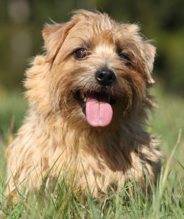 诺福克梗遗传性健康和长寿