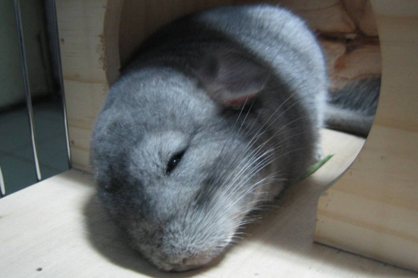 如果没有足够的耐心和经验,建议你们千万别养龙猫!