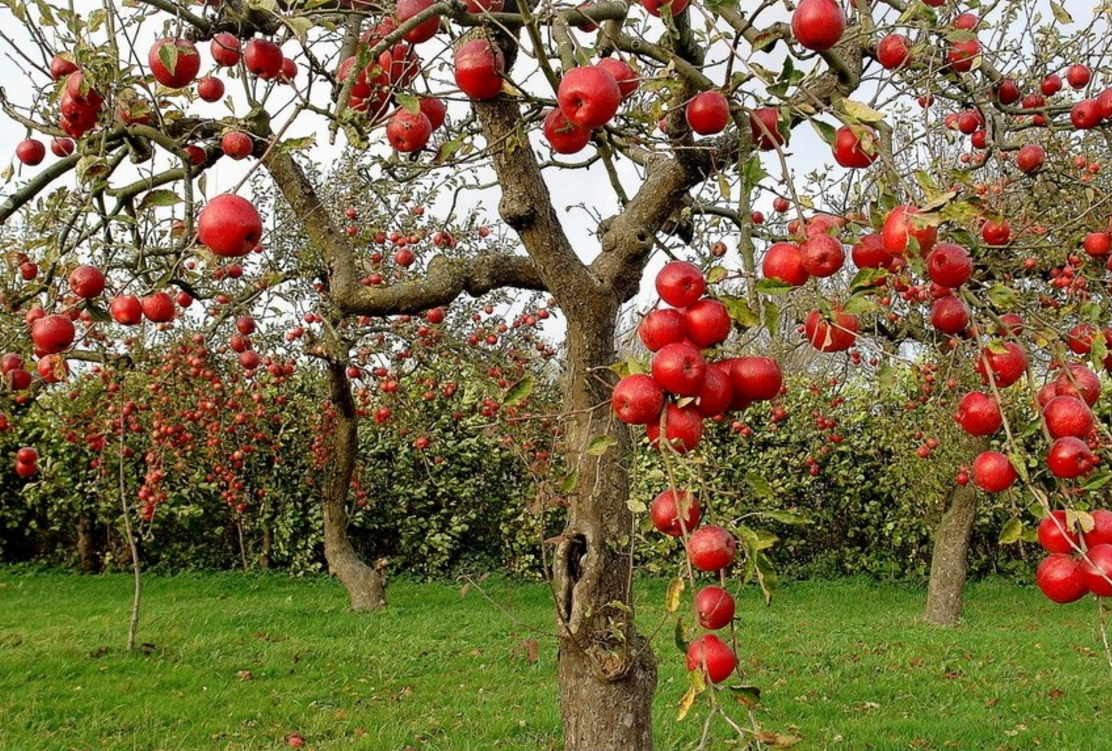 苹果主要树形与整形修剪方法,你学会了没?