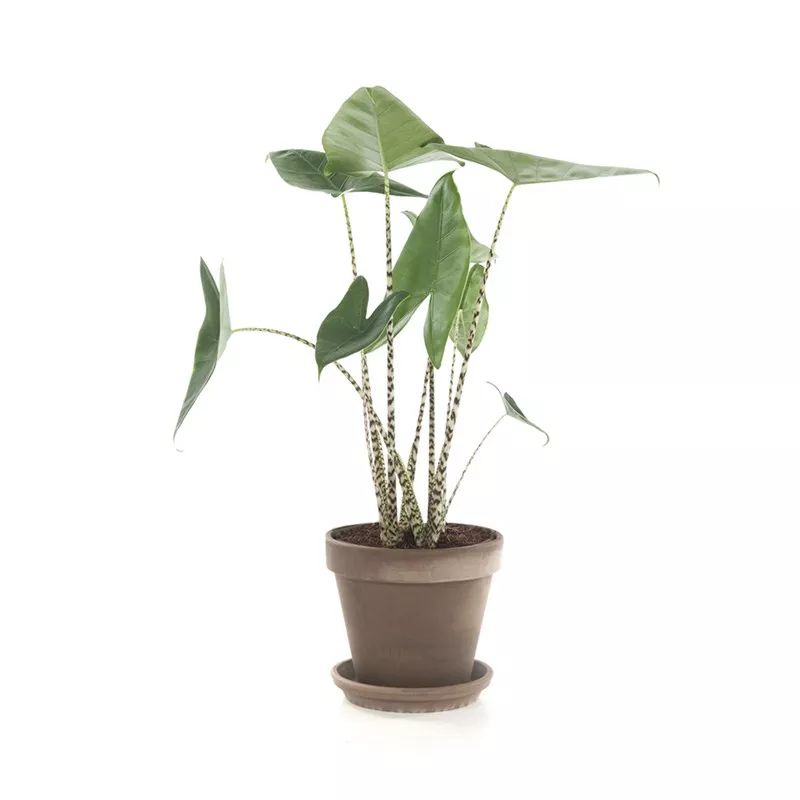 叶柄有着迷人斑纹的斑马海芋alocasia zebrina