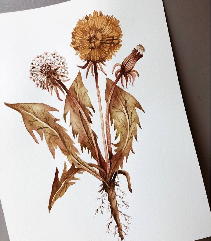 一组复古色的植物手绘插画分享!