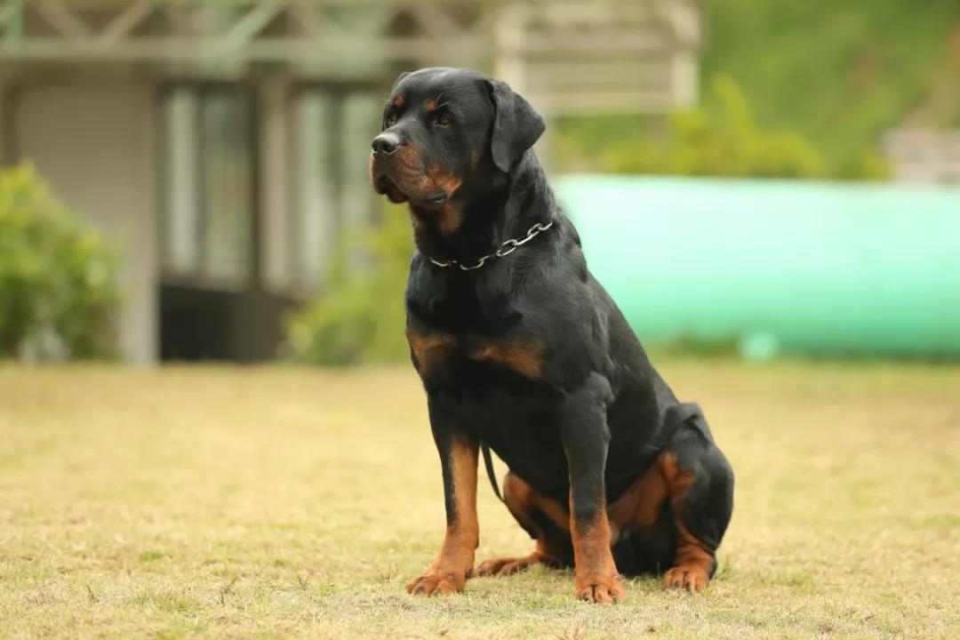 广州白云一男子加班时,被公司3条恶犬围攻咬死,系该公司电工