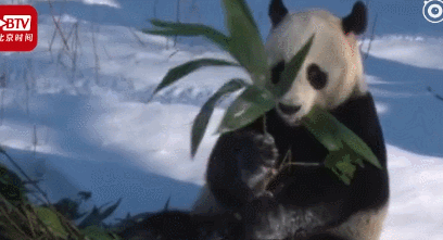 推荐村民用四川话向熊猫打招呼,熊猫边走边扭头相望 网友:人手一只?
