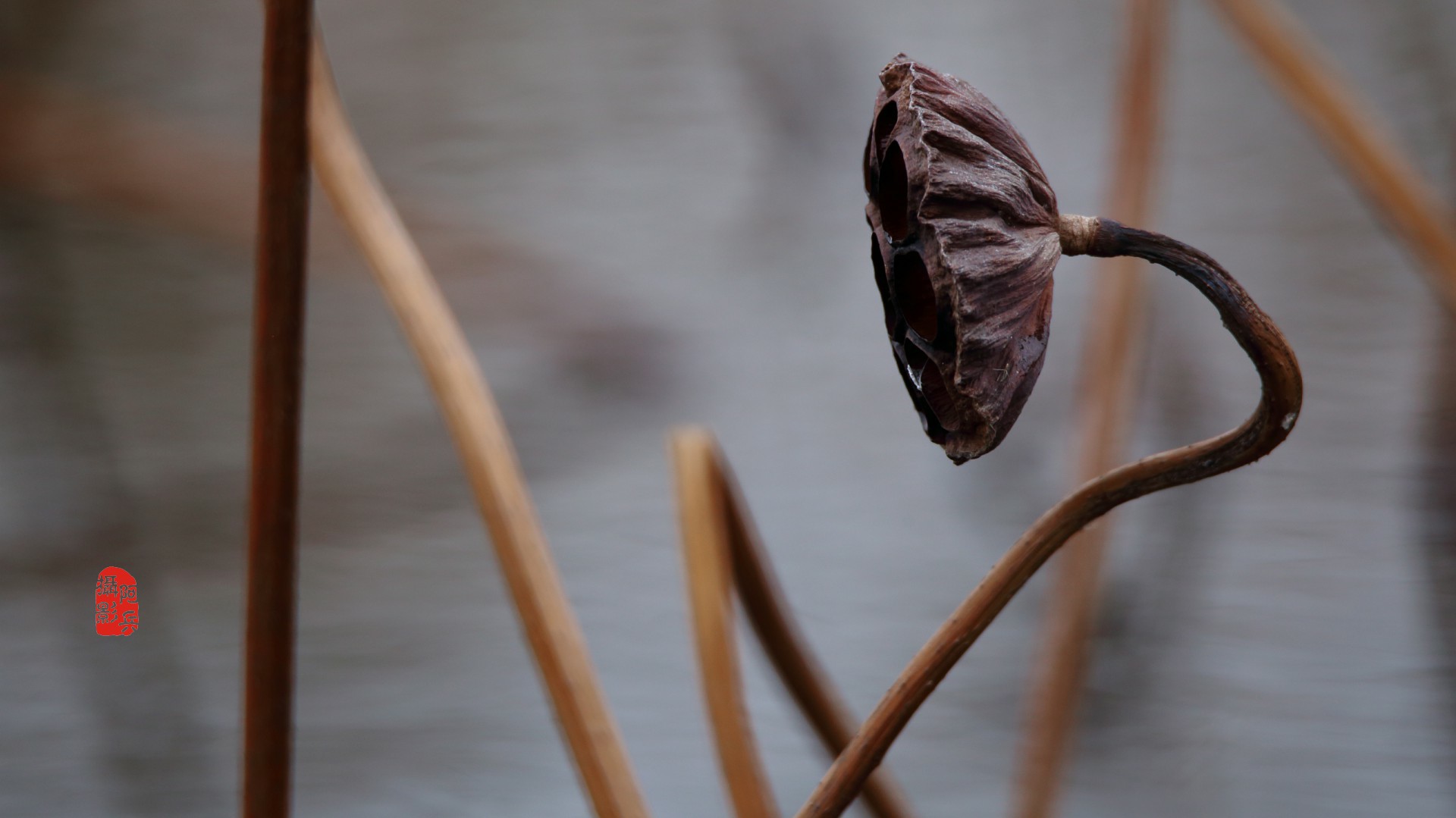 留得残荷听雨声-海安市七星湖荷花池风景
