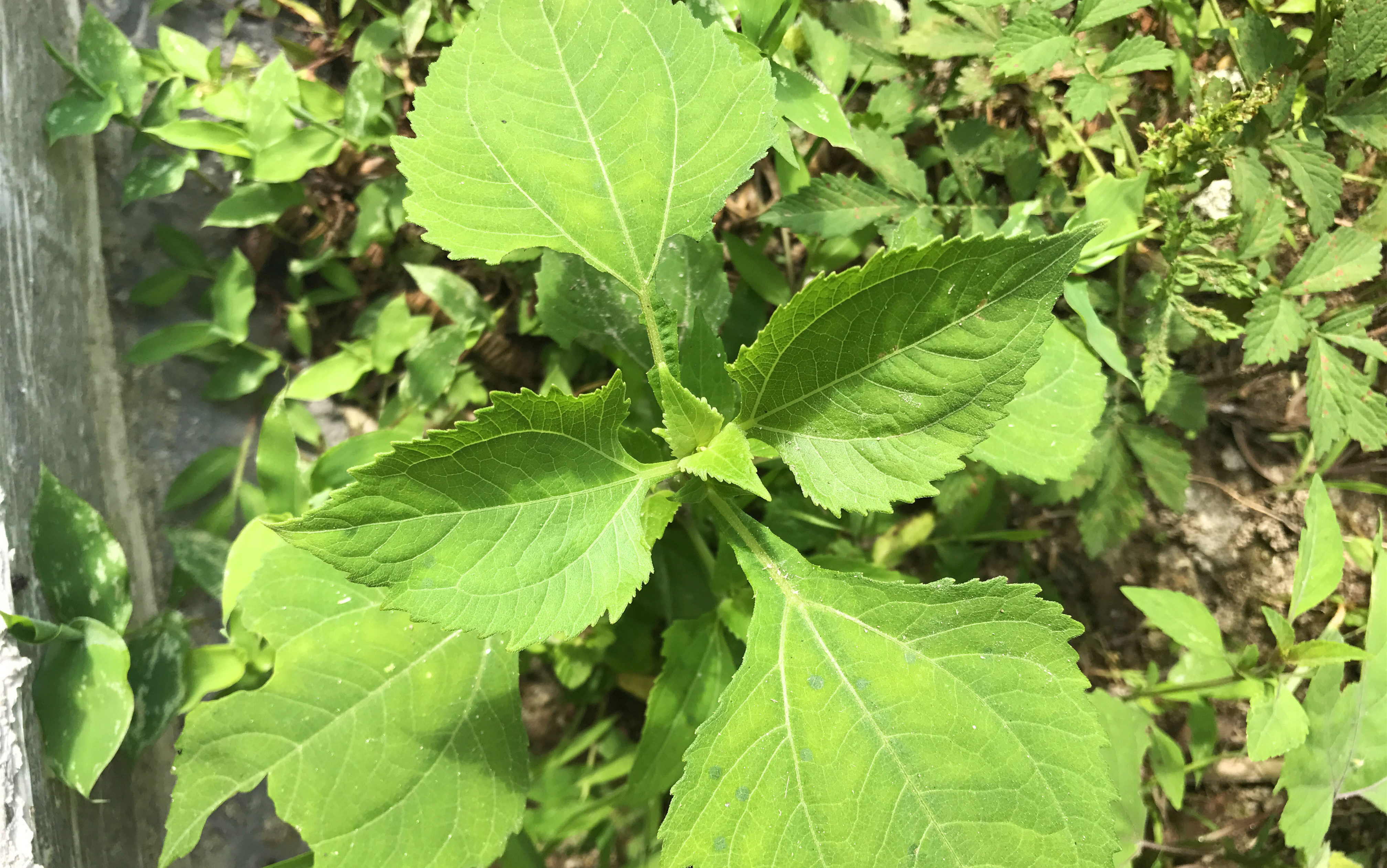 这种"风湿草"农村到处都是,很多人不知道,你认识吗?
