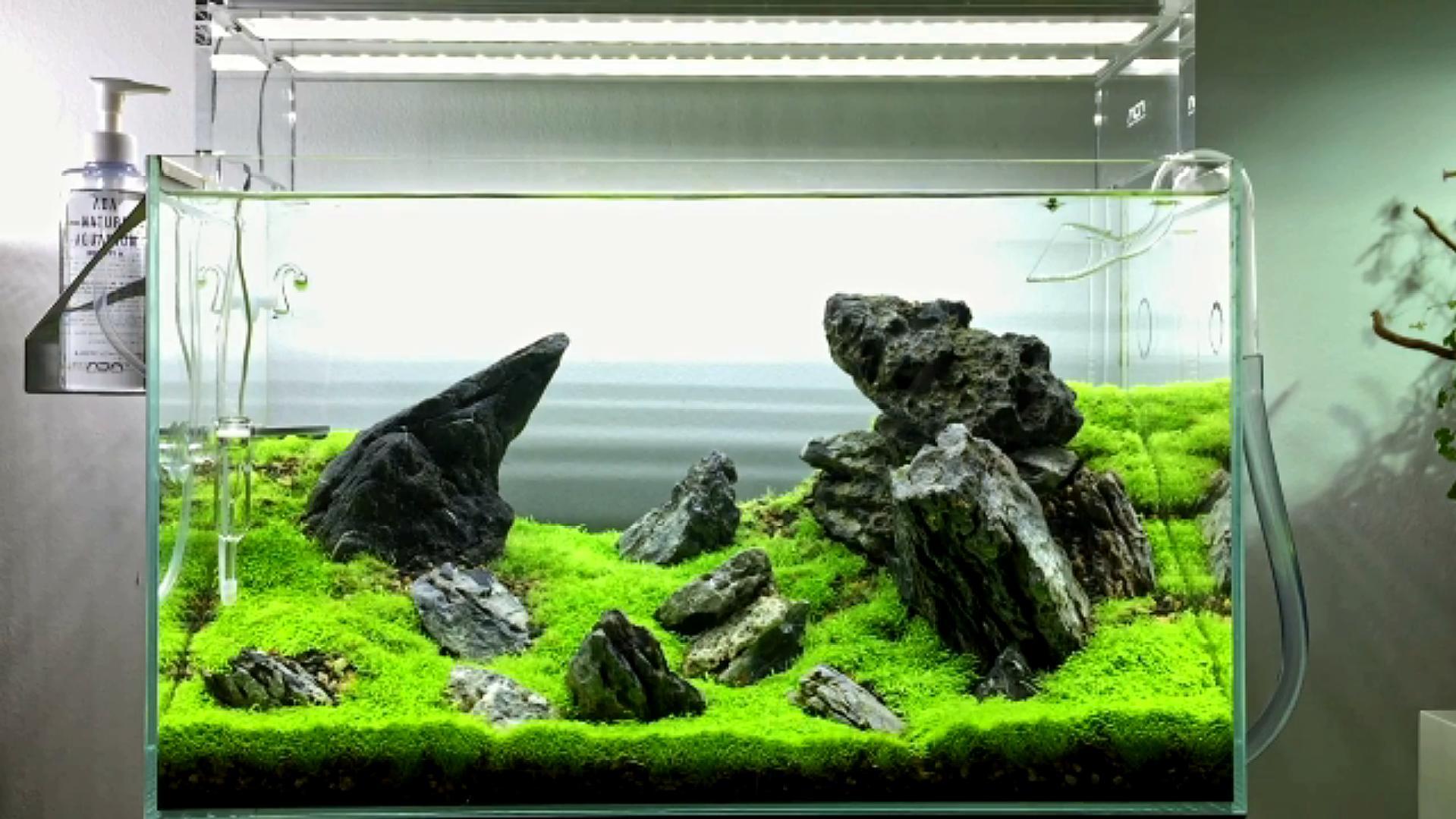 鱼缸造景欣赏:优秀鱼缸美景,一石一草一木亦是景,让人
