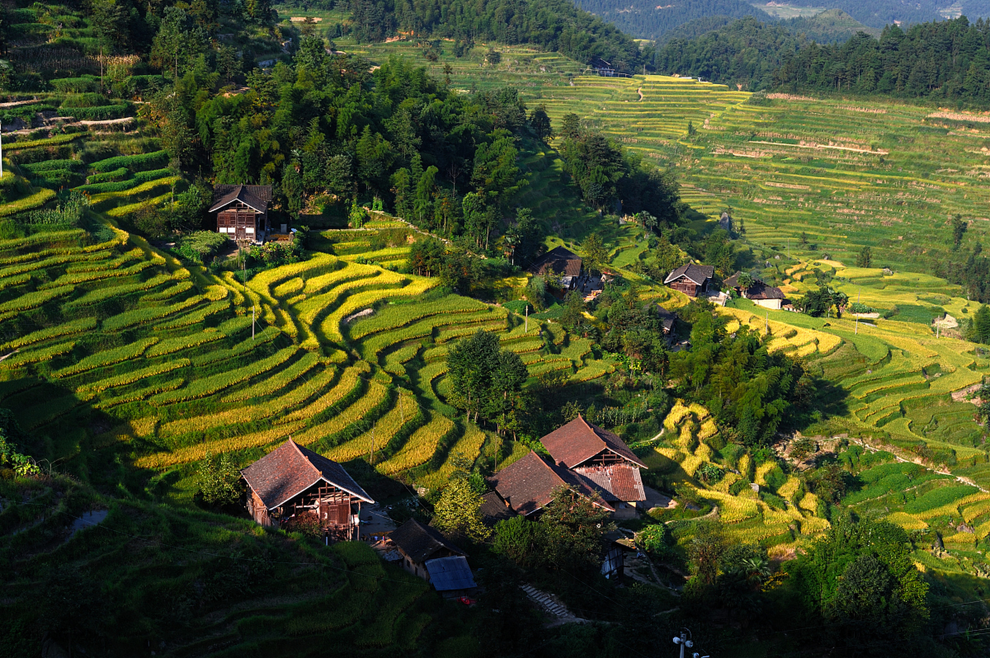 分享图片紫鹊界梯田