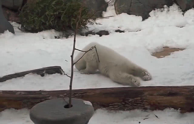 北极熊宝宝突然倒地瘫倒不动,还担心它出事,怎料只是想太多