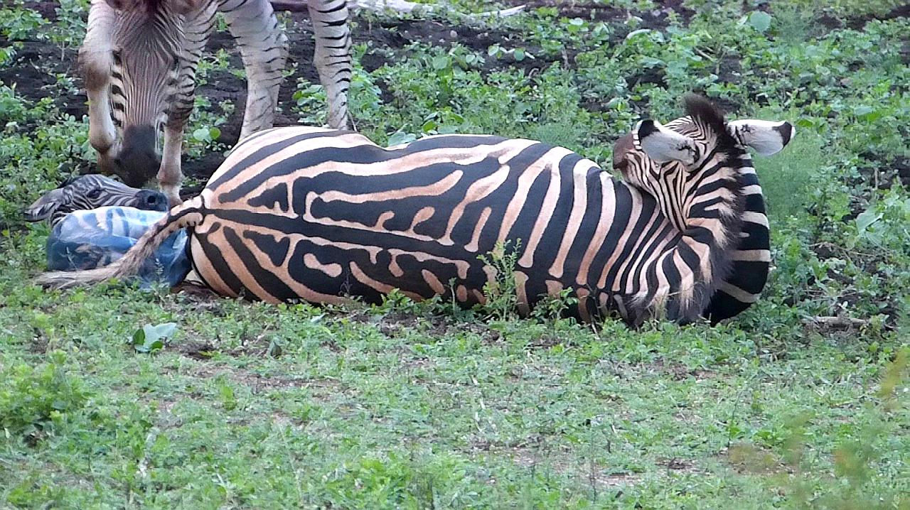 母斑马难产倒地不起,公斑马竟做这一举动,镜头记录