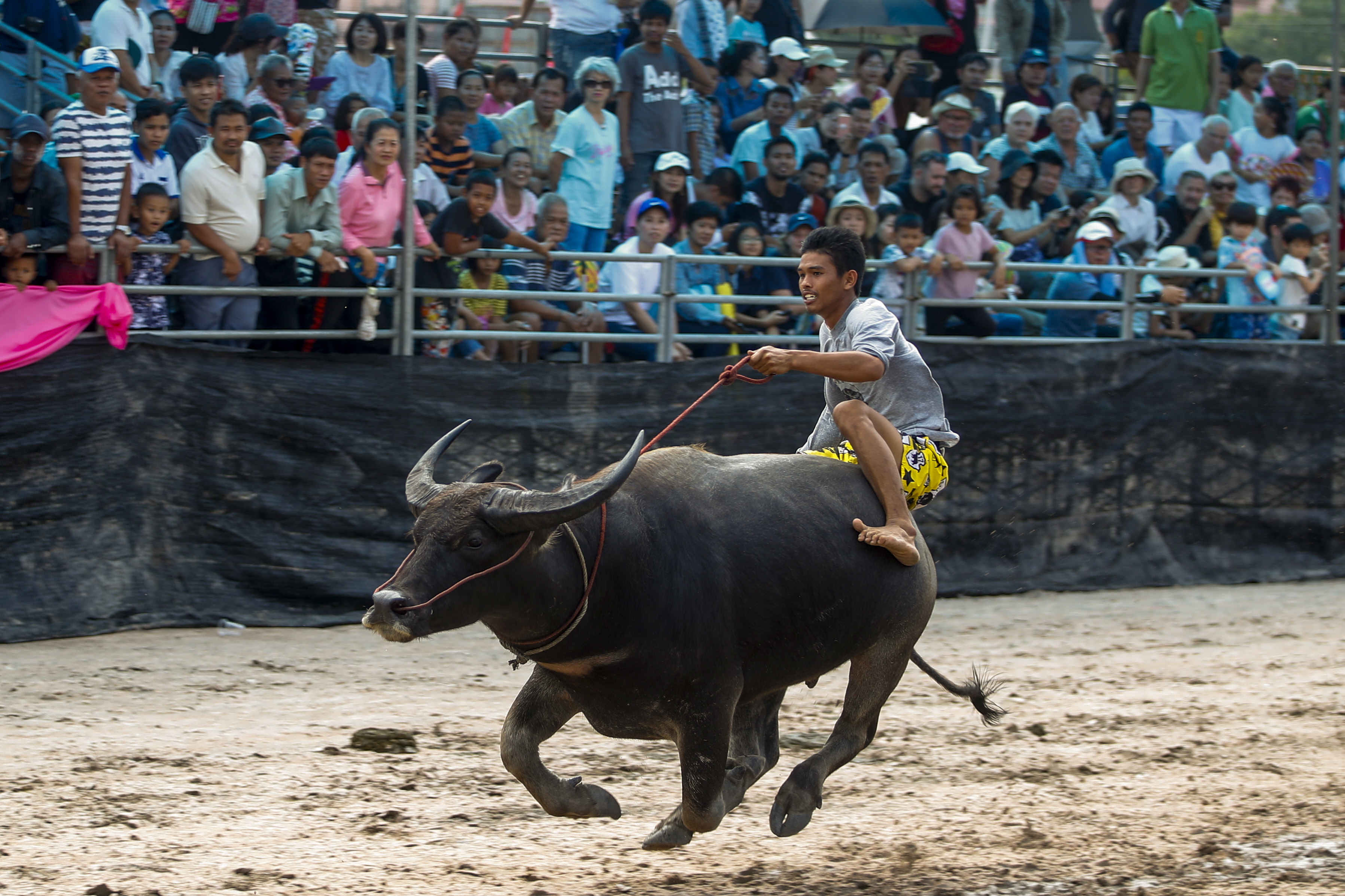 泰国举行水牛竞速大赛
