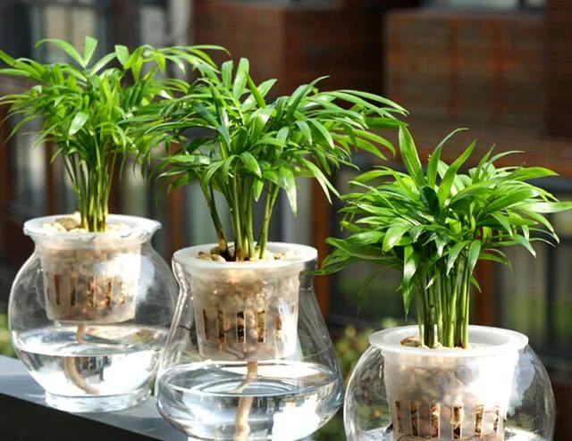 4种植物"水土都能养",只要几滴营养液,早春养他们就够了