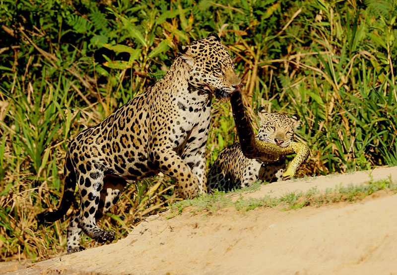 美洲豹与幼崽以蟒蛇为绳开展拔河游戏