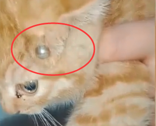 令人发指!江苏一男子用钢珠弹弓打碎幼猫骨头,被制止还满嘴脏话