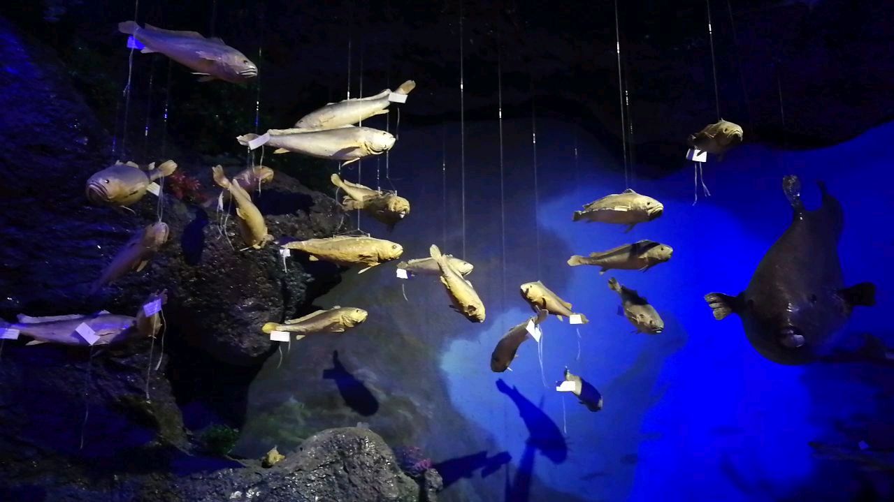 海洋鱼类之食物链