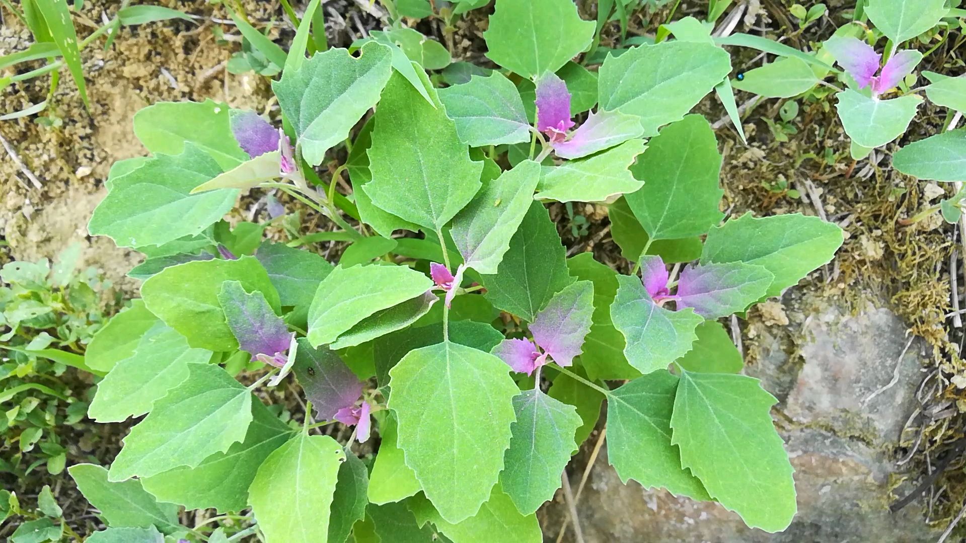 这种植物叫灰灰菜,凉拌或者煮火锅都好吃,你吃过吗?