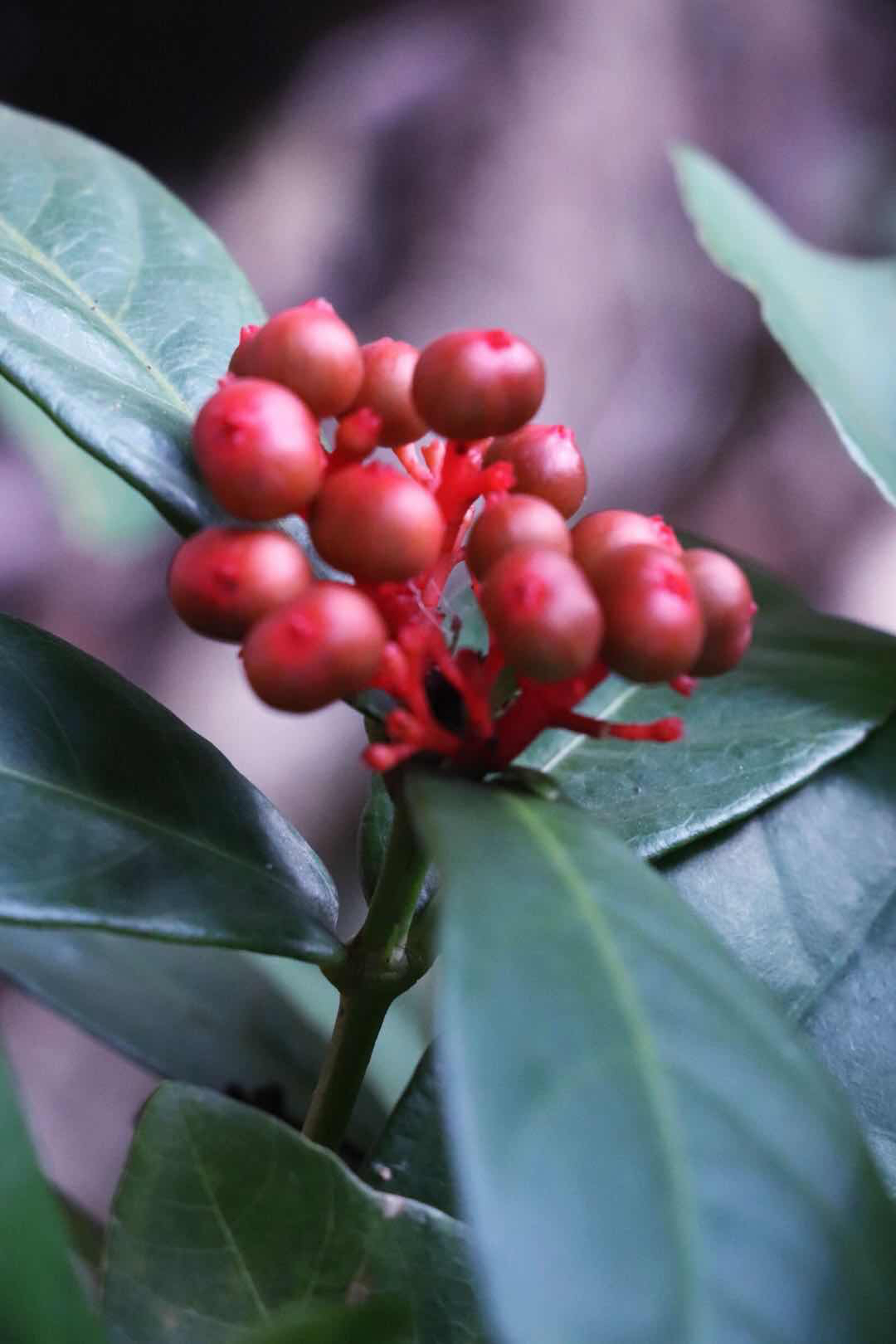 报春花目植物摄影《紫金牛》