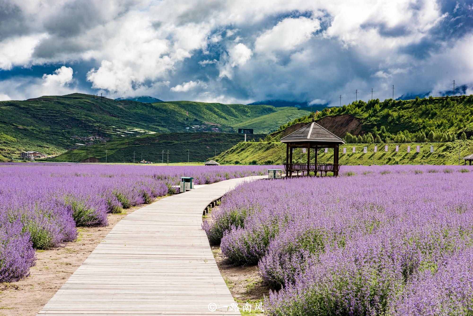 四川花海太美,每一个都是拍照胜地,游客来了便不想离开!