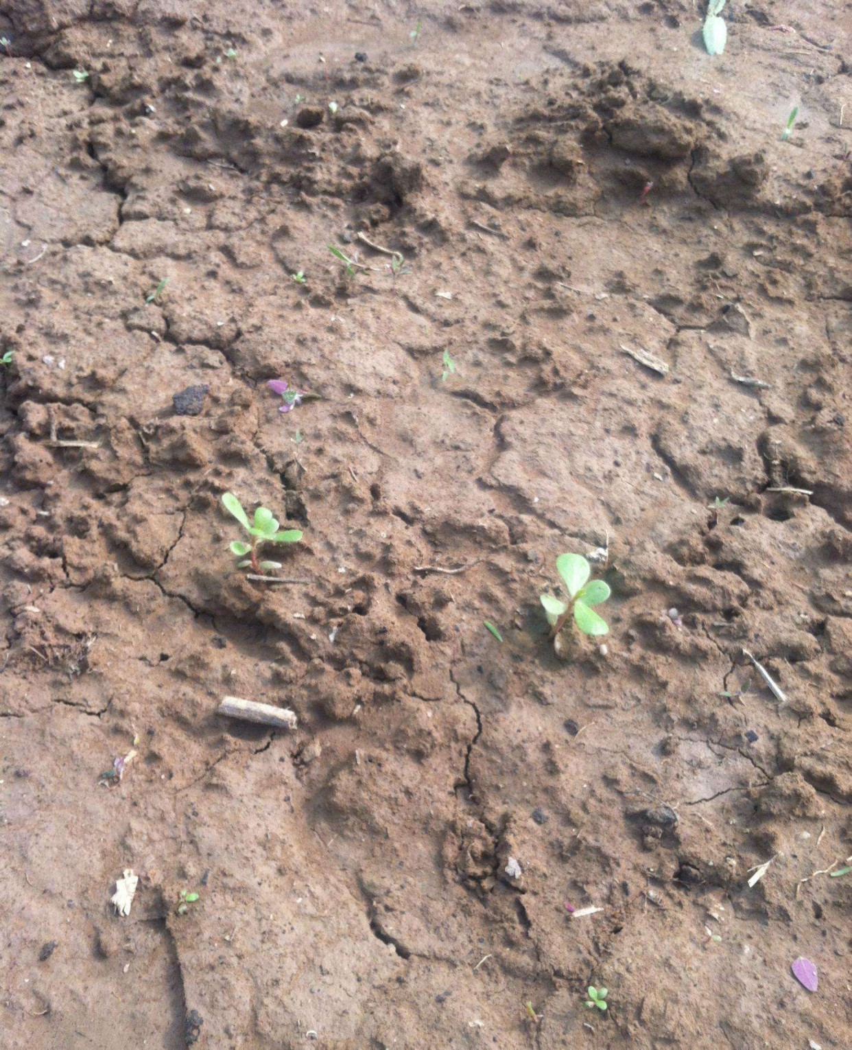 阳台怎么种荠菜?撒点种子,绿油油一片,2个月就能吃