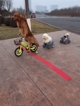 一只27公斤的巨型柯基,这手感一定好