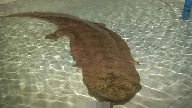 全球最大娃娃鱼,被称为张家界的守护"神兽",至今已存活百年!