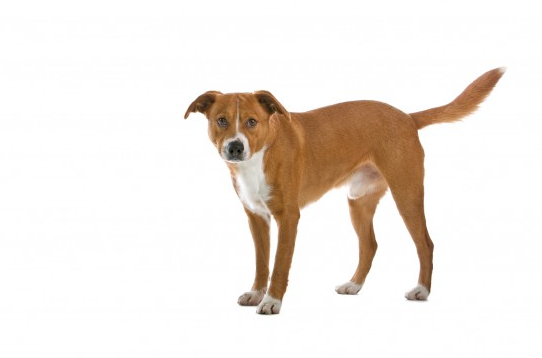 奥地利的短毛猎犬是宠物的好选择吗?