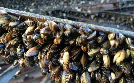 海虹一般生长在海边的浅水的岩石上面,是中国人餐桌上常见的一种贝壳