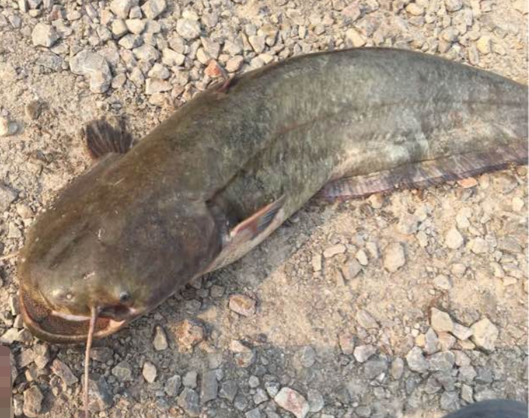 河里发现巨大黑影,鱼头堪比西瓜,长有两根胡须