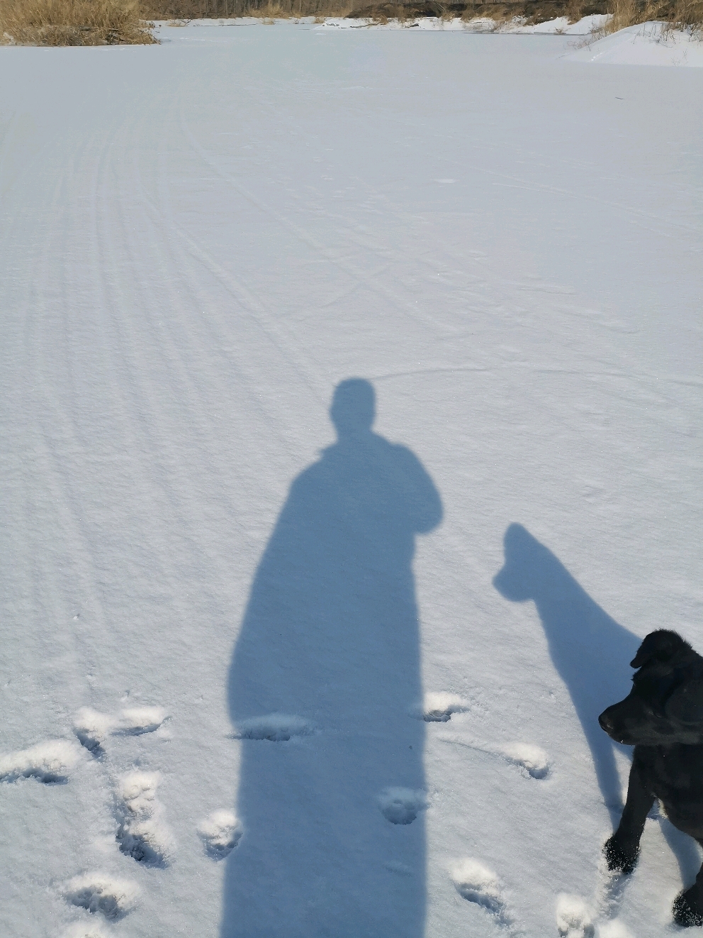 一个人一条狗雪地漫步