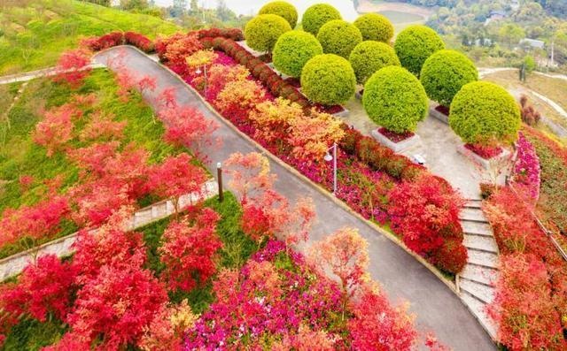 重庆巴南旅游景点红枫图片