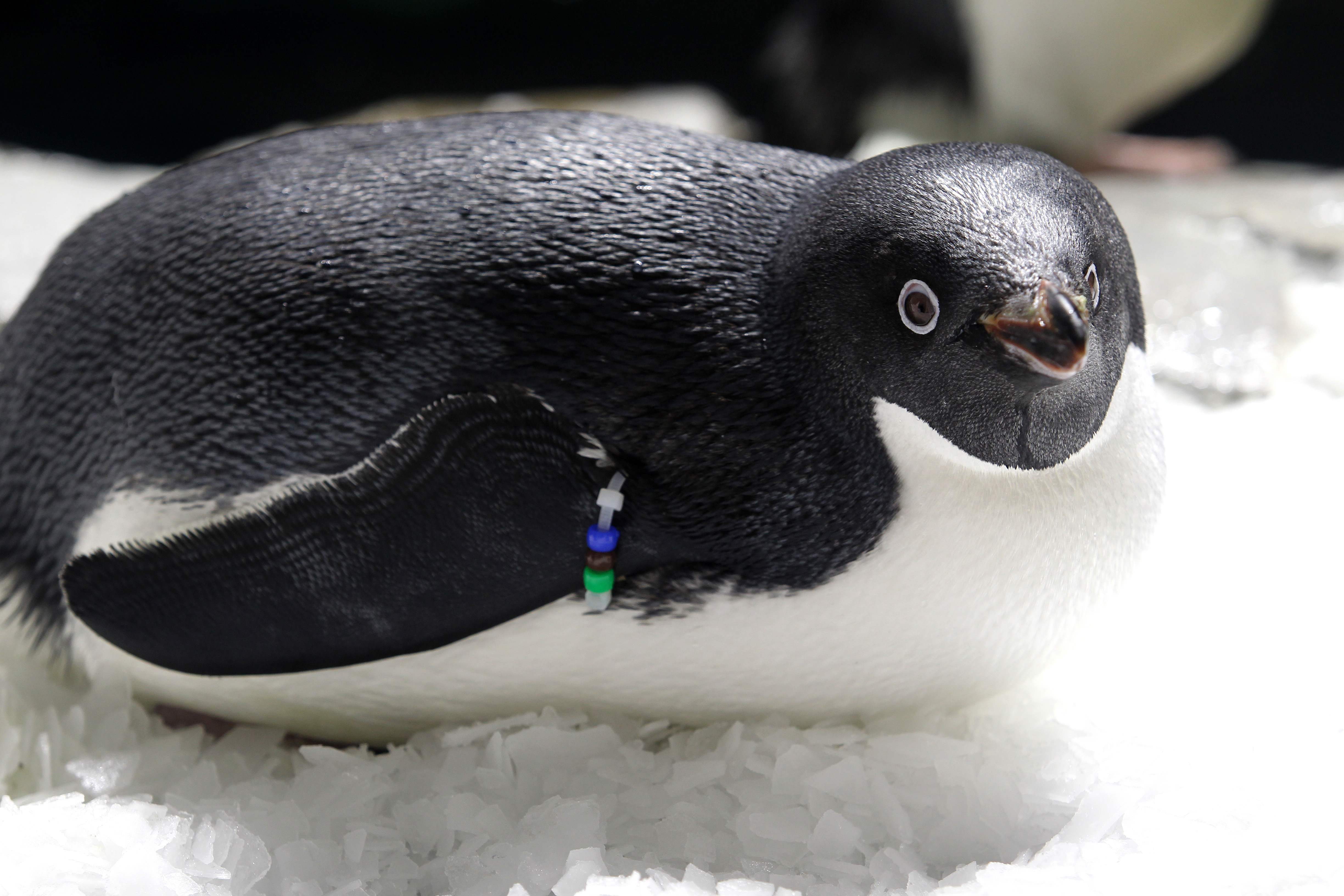 新华社照片,外线,2019年2月8日    (外代一线)(9)阿德利企鹅    2月6