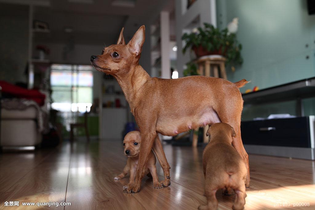 蹦蹦跳跳的懒人必备犬,它也少数喜欢捕捉老鼠的犬