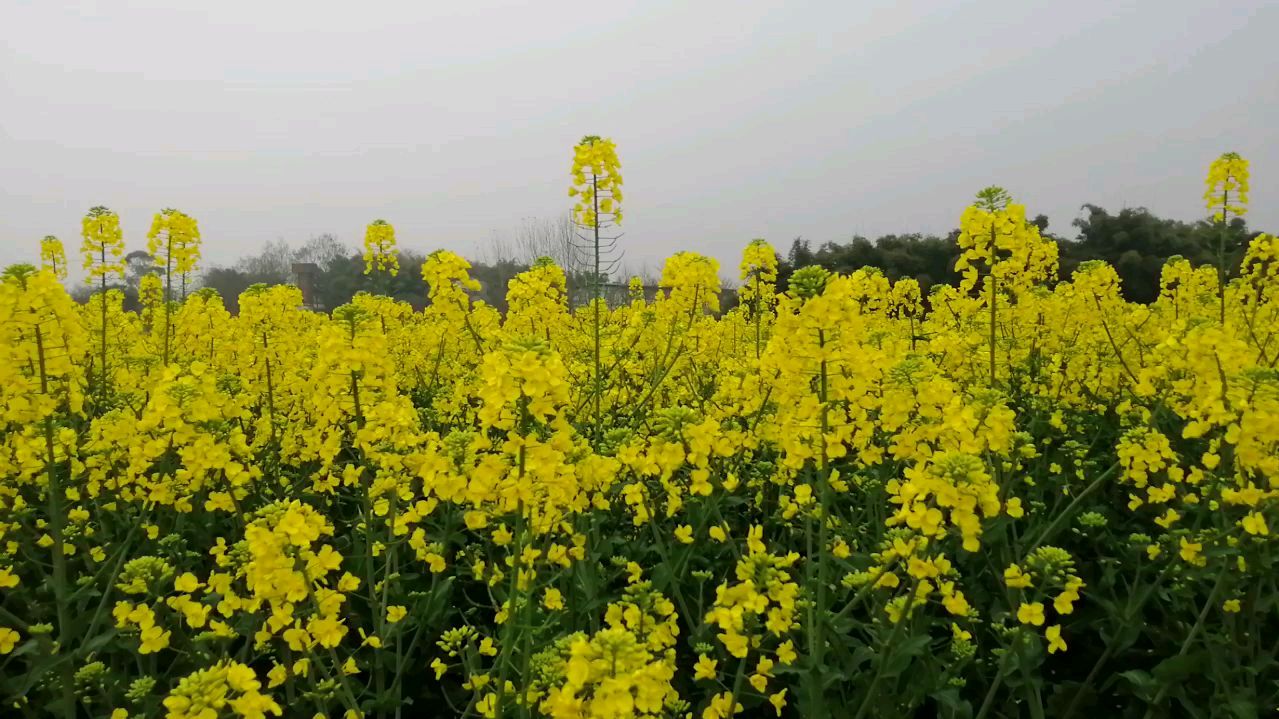 有多少人和我一样,感觉今年的油菜花最美
