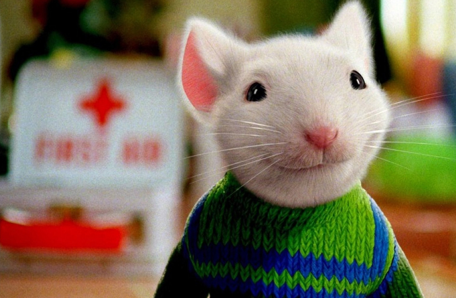 精灵鼠小弟的原型,原来是花枝鼠?家里喂养也非常简单!