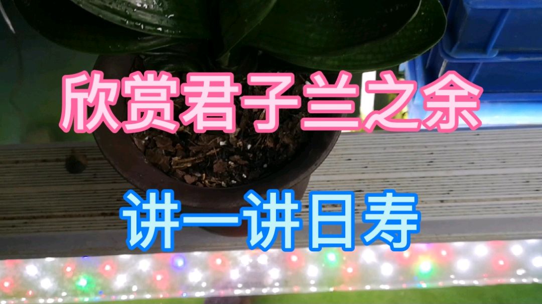 欣赏君子兰之余,看到漂亮的日寿金魚,那就讲一讲