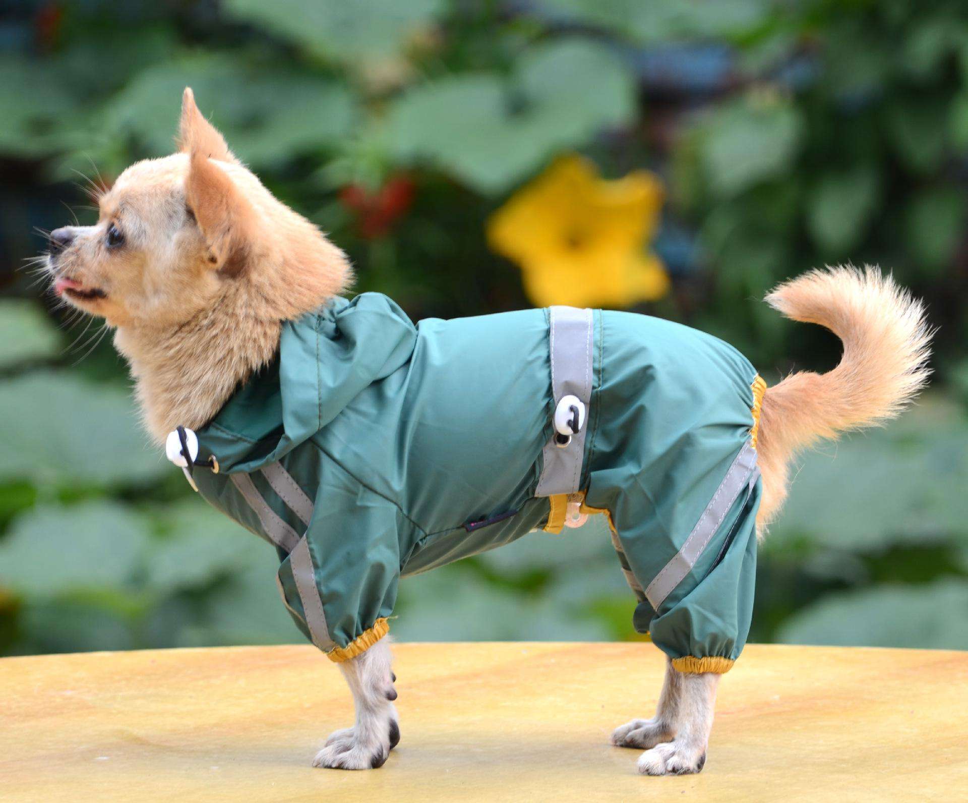 冬天有必要给狗狗穿衣服吗