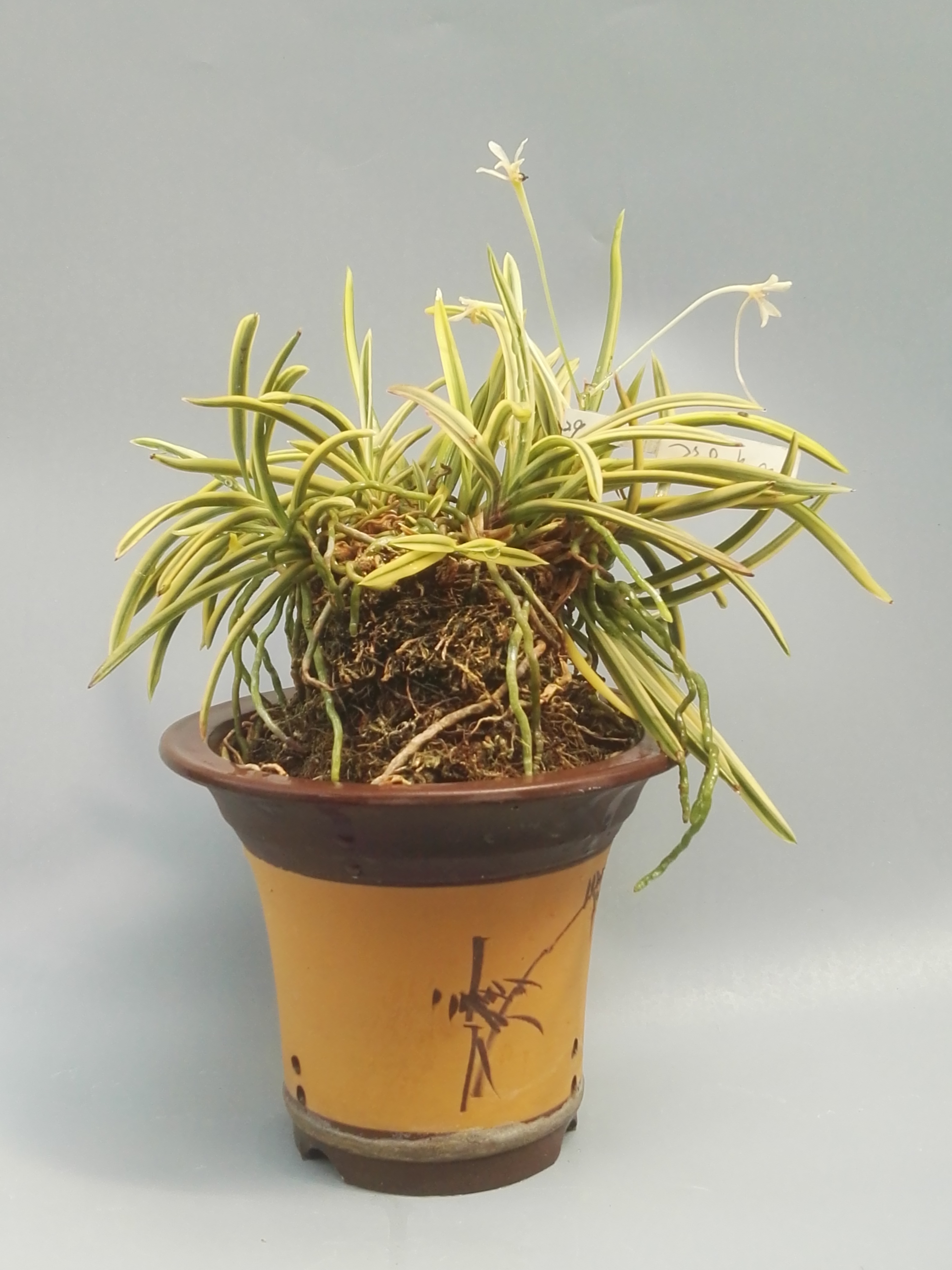 风靡亚洲的凤兰清香沁人,叶,根皆具观赏性,国内尚无真正玩儿家