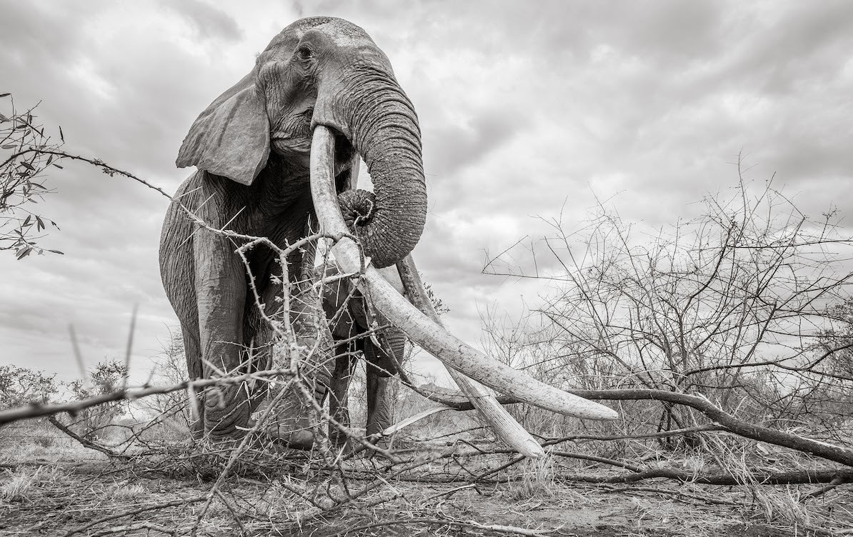 大象女王,野生动物摄影师的肯尼亚之旅