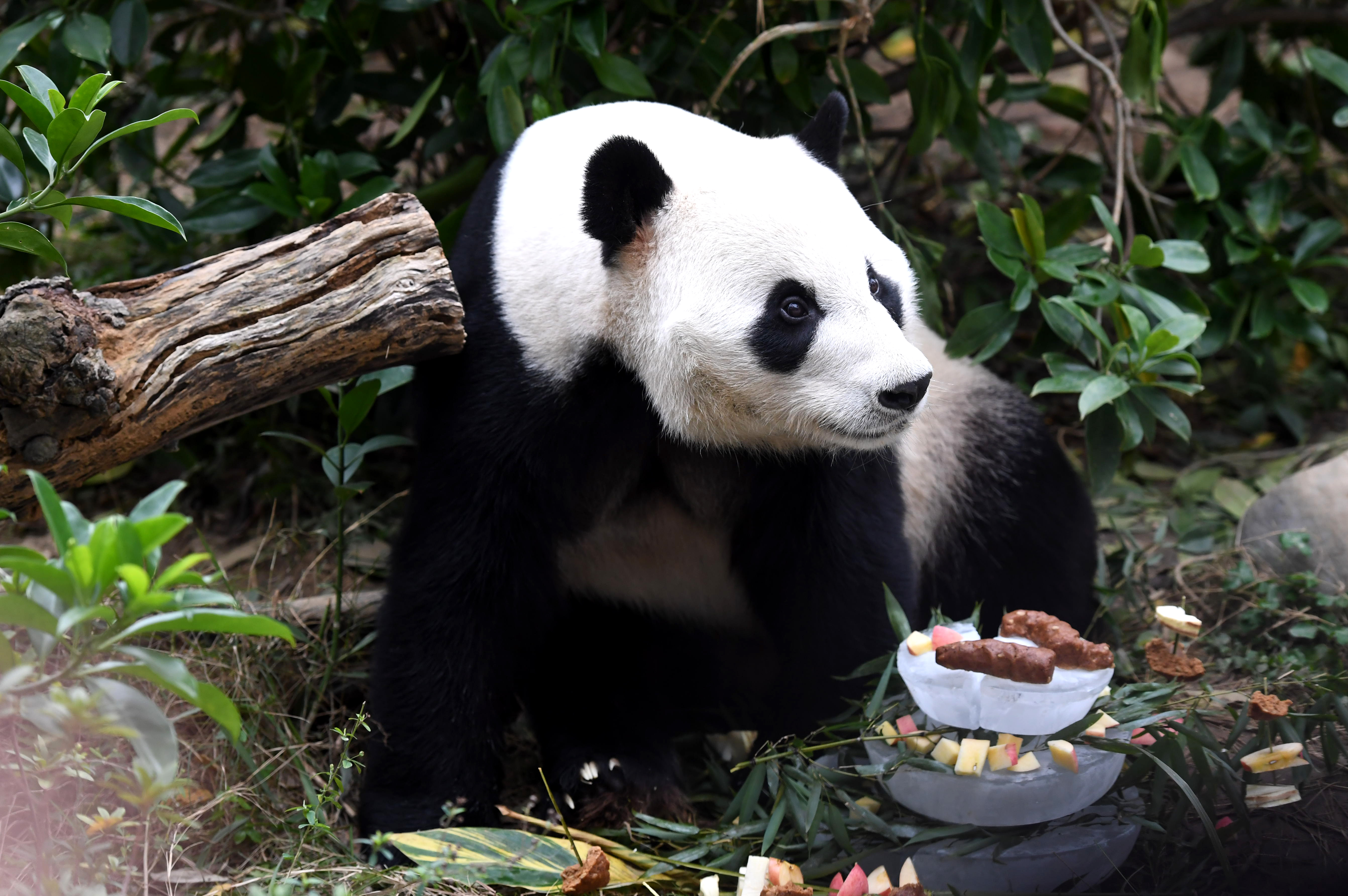 广西柳州动物园为大熊猫明浜举办生日会