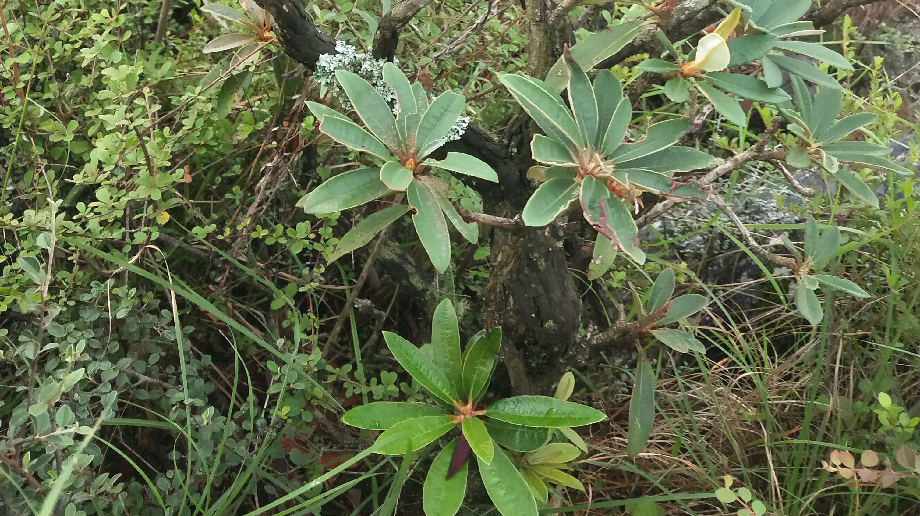 大量出马樱花黑刺