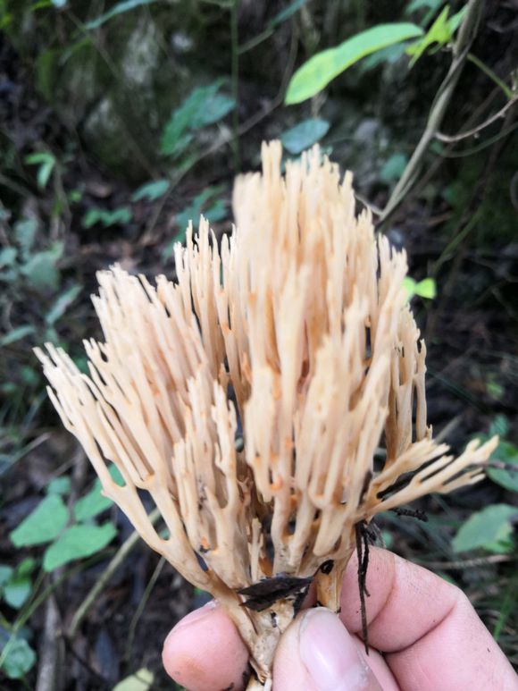 跟扫把一样的扫帚菌 雷先生说,这个名字大概是因为这种菌类的长相形似