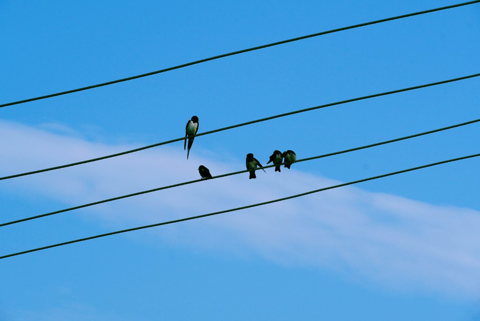 燕子在电线杆上休息图图片