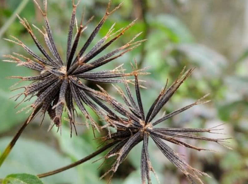 農村稻田這野草堪稱